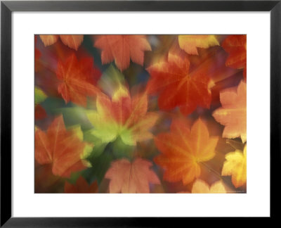 Vine Maple Autumn Colors, Issaquah, Washington, Usa by Darrell Gulin Pricing Limited Edition Print image