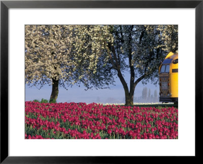 Tulip Fields, Skagit Valley, Washington, Usa by William Sutton Pricing Limited Edition Print image