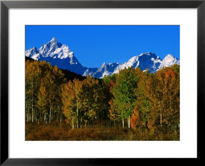 Autumn Colours Of Trees With Snow Capped Mountains In Distance, Grand Teton National Park, U.S.A. by Christer Fredriksson Pricing Limited Edition Print image