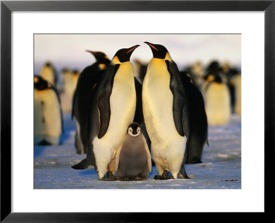 Emperor Penguins With Chick, Dawson-Lambton Glacier, Weddell Sea, Antarctica by David Tipling Pricing Limited Edition Print image