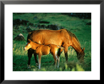 Mare And Foal, Easter Island, Valparaiso, Chile by Peter Hendrie Pricing Limited Edition Print image