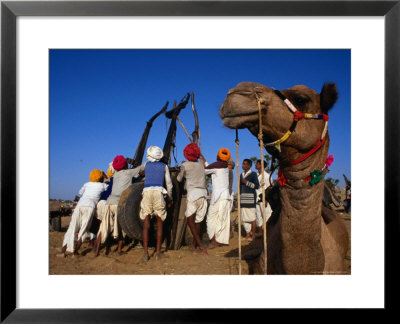 Camel And Men Working On Camel Cart, Pushkar, Rajasthan, India by Dallas Stribley Pricing Limited Edition Print image
