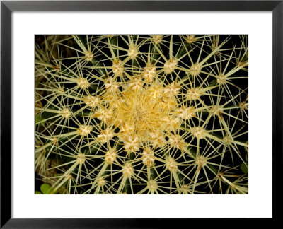 Close View Of The Spiked Flower Of A Succulent Plant, Groton, Connecticut by Todd Gipstein Pricing Limited Edition Print image