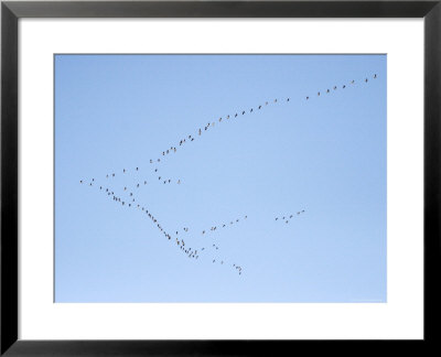 Migrating Canada Geese Flying North Over Pennsylvania by Tim Laman Pricing Limited Edition Print image