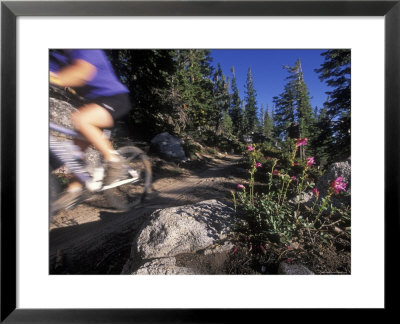 Woman Mountain Biking On The Flume Trail In Motion by Rich Reid Pricing Limited Edition Print image