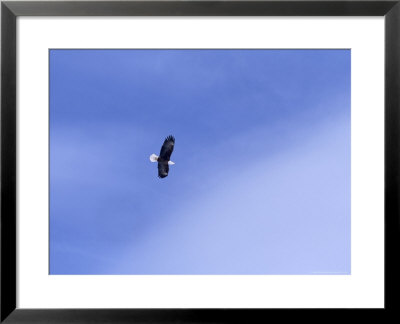 An American Bald Eagle In Flight In A Blue Sky by Heather Perry Pricing Limited Edition Print image