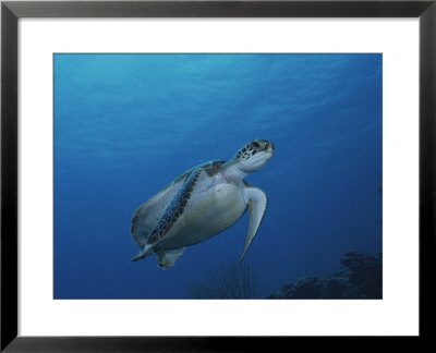 An Endangered Green Sea Turtle In A Blue Sea Off Of Bonaire Island by George Grall Pricing Limited Edition Print image