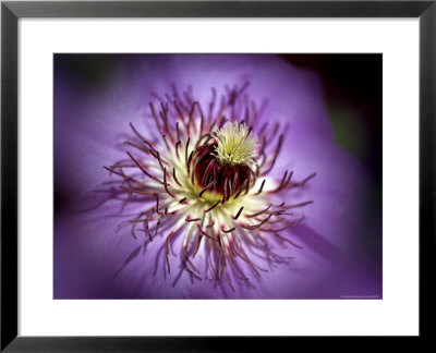 Close View Of A Clematis Flower by Rex Stucky Pricing Limited Edition Print image