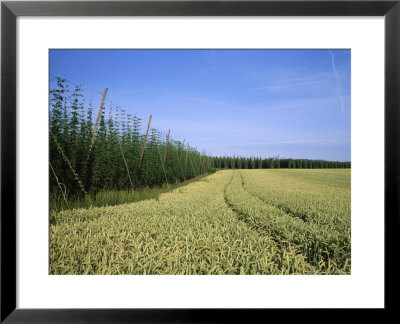 Barley And Hop Fields Grown For Beer by Taylor S. Kennedy Pricing Limited Edition Print image