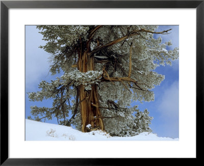 Bristlecone Pine Tree Blanketed In Snow, California by Tim Laman Pricing Limited Edition Print image