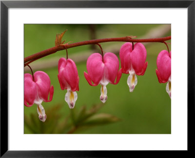 Bleeding Hearts Flower In The Springtime, Jamaica Plain, Massachusetts, Usa by Darlyne A. Murawski Pricing Limited Edition Print image