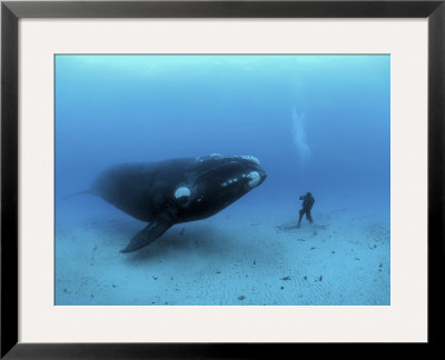 A Diver Has A Close Encounter Wih A Southern Right Whale by Brian J. Skerry Pricing Limited Edition Print image