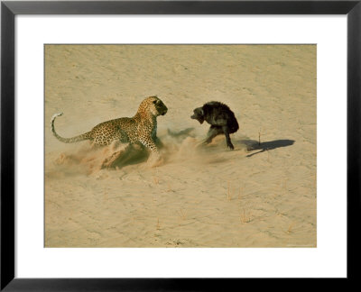 Leopard About To Kill A Terrified Baboon by John Dominis Pricing Limited Edition Print image