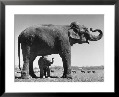Butch, Baby Female Indian Elephant In The Dailey Circus, Standing Beneath Full Size Elephant by Cornell Capa Pricing Limited Edition Print image