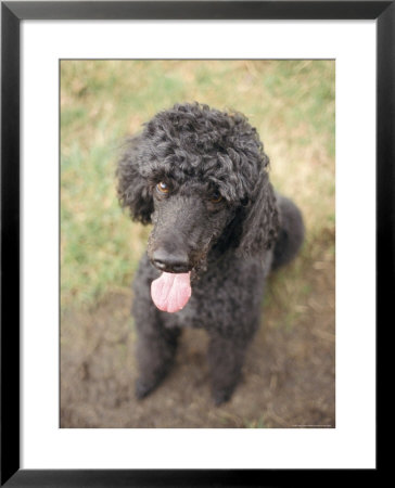 Standard Poodle by Mark Chivers Pricing Limited Edition Print image