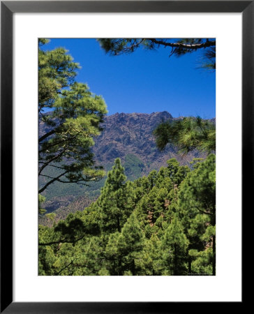 Pine Trees Near El Mirador De La Cumbrecita, La Palma, Spain by Marco Simoni Pricing Limited Edition Print image