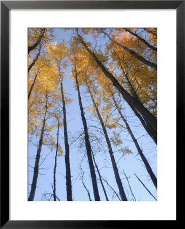 Aspen Trees, (Populous Tremuloides) Late Day Light, Vashon Island, Washington State, North America by Aaron Mccoy Pricing Limited Edition Print image