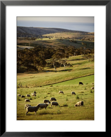 Sheep On Pastureland Near Cape Jervis, Fleurieu Peninsula, South Australia, Australia by Robert Francis Pricing Limited Edition Print image