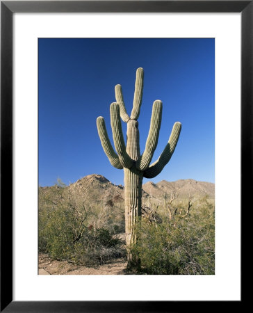 Saguaro Cactus (Cereus Giganteus), Saguaro National Park (West), Tucson, Arizona, Usa by Ruth Tomlinson Pricing Limited Edition Print image