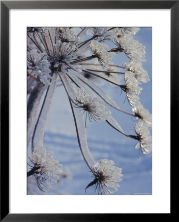 Close-Up Of 'Jewels' Of Ice On A Plant, Norway, Scandinavia, Europe by Kim Hart Pricing Limited Edition Print image