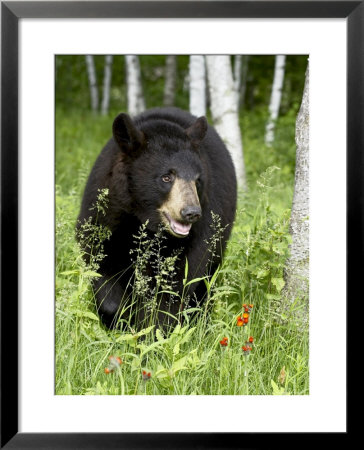 Captive Black Bear (Ursus Americanus), Sandstone, Minnesota by James Hager Pricing Limited Edition Print image