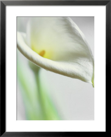 A White Calla Lily by Dr. Martin Baumgärtner Pricing Limited Edition Print image