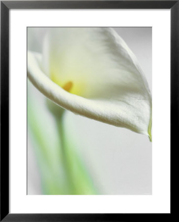 A White Calla Lily by Dr. Martin Baumgartner Pricing Limited Edition Print image