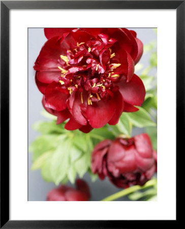 Red Peonies by Sebastian Vogt Pricing Limited Edition Print image