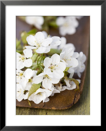 Cherry Blossom On A Wooden Board by Sara Deluca Pricing Limited Edition Print image