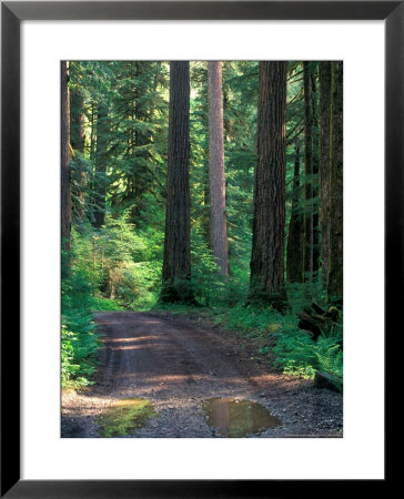 Dirt Road Into Opal Creek Wilderness Area, Central Oregon Cascades, Usa by Janis Miglavs Pricing Limited Edition Print image