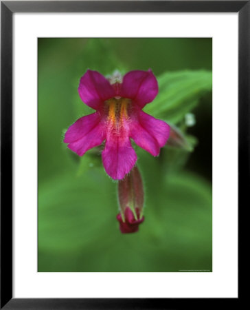 Lewis Monkey Flower, Mt. Rainier National Park, Washington, Usa by Rob Tilley Pricing Limited Edition Print image