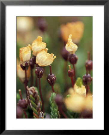 Alaskan Mountain-Heather, Mt. Rainier National Park, Washington, Usa by William Sutton Pricing Limited Edition Print image