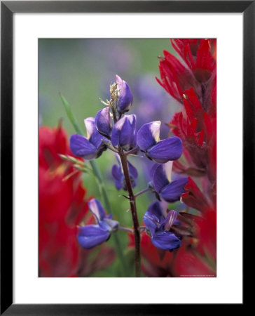 Arctic Lupine, Mt. Rainier National Park, Washington, Usa by William Sutton Pricing Limited Edition Print image