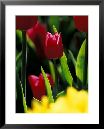 Red Tulip At Roozengaarde Display Garden, Skagit Valley, Washington, Usa by William Sutton Pricing Limited Edition Print image