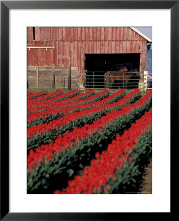 Tulip Field And Barn With Horses, Skagit Valley, Washington, Usa by William Sutton Pricing Limited Edition Print image