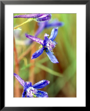 Wildflower, Washington, Usa by William Sutton Pricing Limited Edition Print image