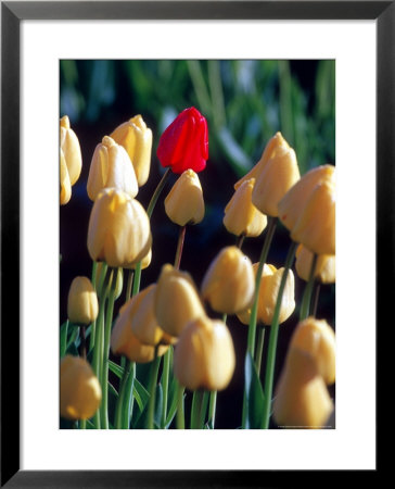 Red Tulip, Washington, Usa by William Sutton Pricing Limited Edition Print image