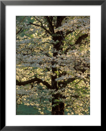 Dogwood Tree Filled With Blooms In Springtime by Gayle Harper Pricing Limited Edition Print image