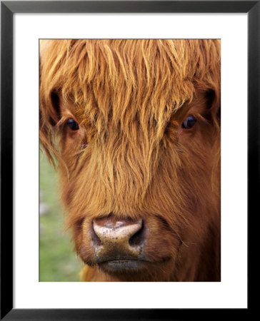 Scottish Cow, Deer Park Heights, Queenstown, South Island, New Zealand by David Wall Pricing Limited Edition Print image