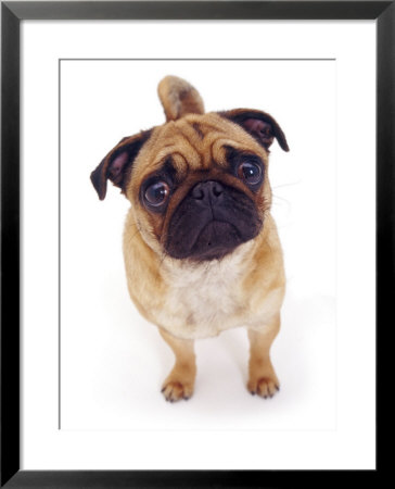 Apricot Pug, 2 Years Old by Jane Burton Pricing Limited Edition Print image