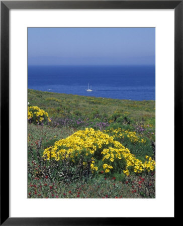 Giant Coeropsis, Blue Dicks And Ice Plant On Anacapa Island, California by Rich Reid Pricing Limited Edition Print image