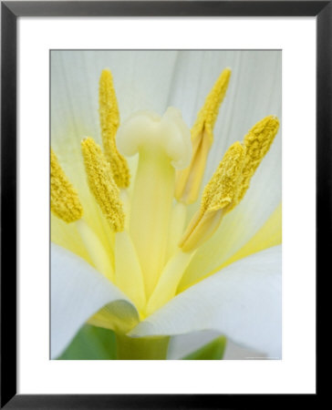 Extreme Close-Up Of The Center Of A White Tulip, France by Stephen Sharnoff Pricing Limited Edition Print image