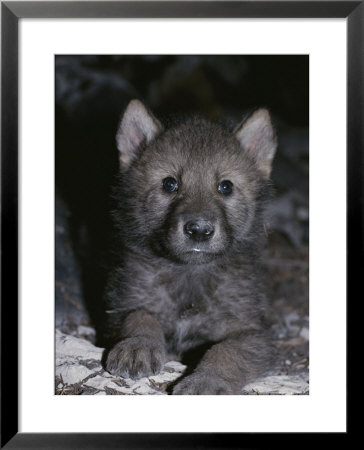 Portrait Of A Four-Seek-Old Gray Wolf Pup, Canis Lupus, In It's Den by Jim And Jamie Dutcher Pricing Limited Edition Print image