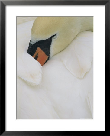 Close View Of A Swan Sleeping With Its Beak Tucked Under Its Wing by Norbert Rosing Pricing Limited Edition Print image