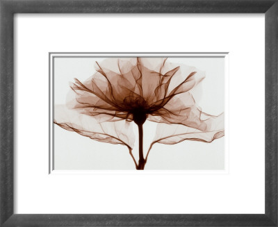 Rose by Steven N. Meyers Pricing Limited Edition Print image