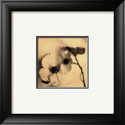 Sepia Dogwoods Ii by Heather Johnston Pricing Limited Edition Print image