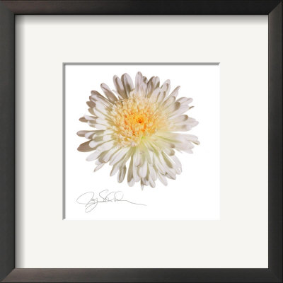 White Daisy by Jay Schadler Pricing Limited Edition Print image