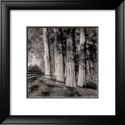 Cedars by Doug Burgess Pricing Limited Edition Print image
