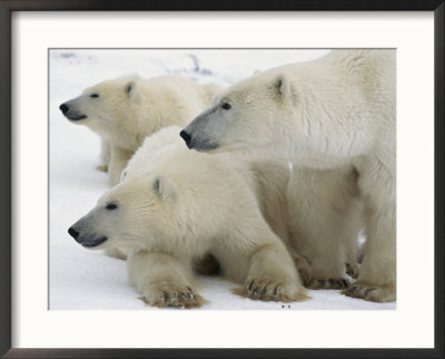 A Portrait Of A Polar Bear Mother And Her Cubs by Norbert Rosing Pricing Limited Edition Print image