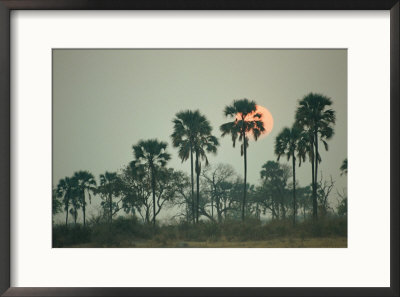 Palm Trees At Twilight by Beverly Joubert Pricing Limited Edition Print image